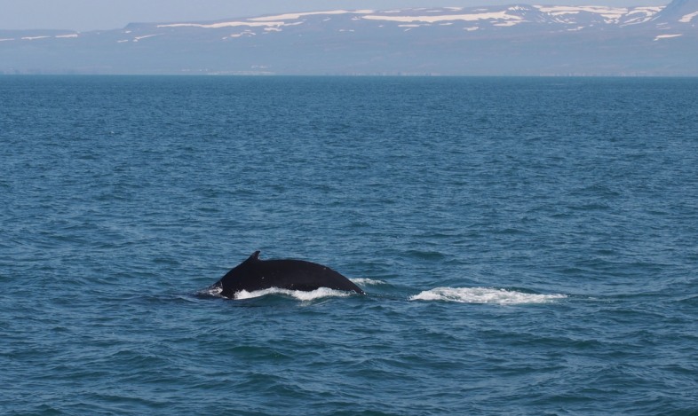 Åk till Husavik på Island för att se valar